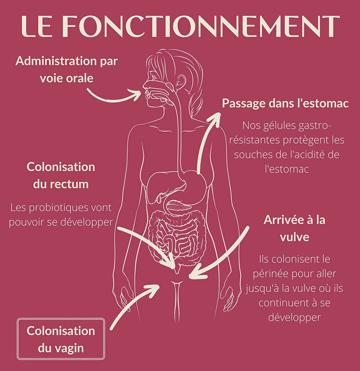 Probiotique flore intime - ENOVA – Image 2